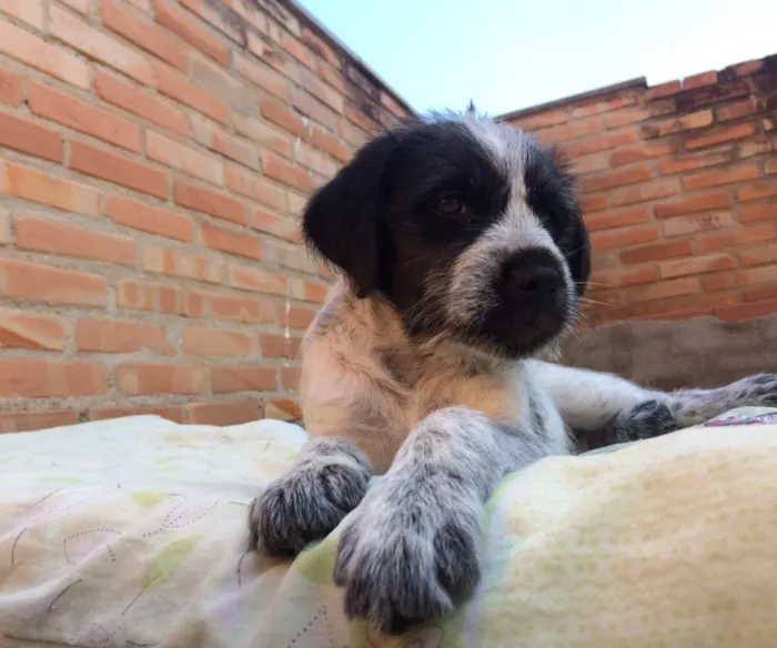 Cachorro ra a Vira-lata idade 2 a 6 meses nome Lulu