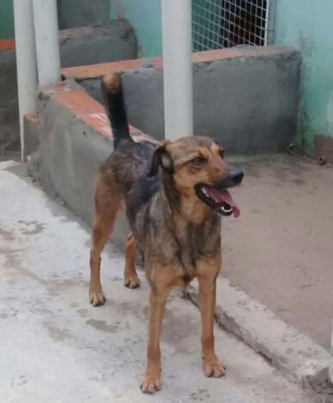 Cachorro ra a Srd idade 3 anos nome Lathifa.
