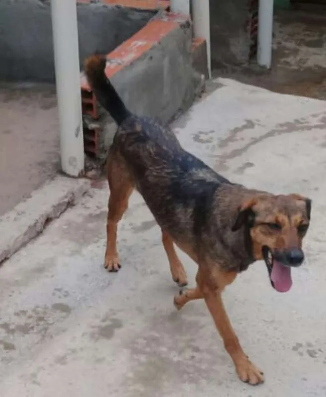 Cachorro ra a Srd idade 3 anos nome Lathifa.