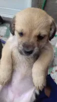 Vários cães 