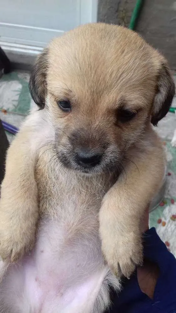 Cachorro ra a Não definida idade Abaixo de 2 meses nome Vários cães 