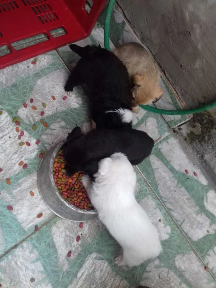 Cachorro ra a Não definida idade Abaixo de 2 meses nome Vários cães 
