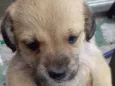Vários cães 