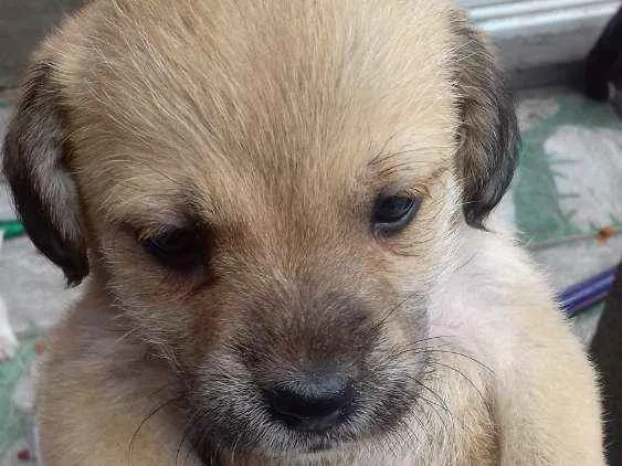 Cachorro ra a Não definida idade Abaixo de 2 meses nome Vários cães 