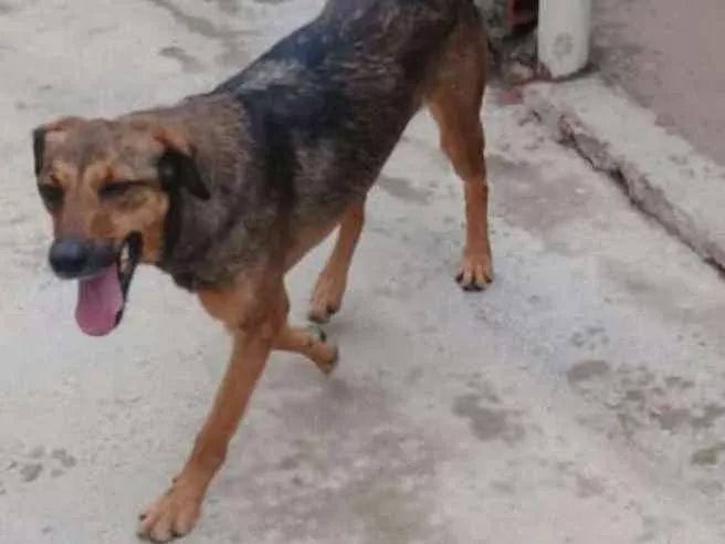 Cachorro ra a Srd idade 3 anos nome Lathifa.