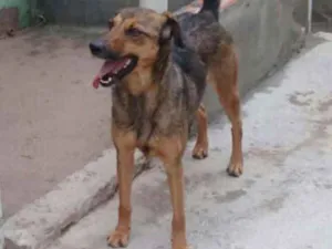 Cachorro raça Srd idade 3 anos nome Lathifa.