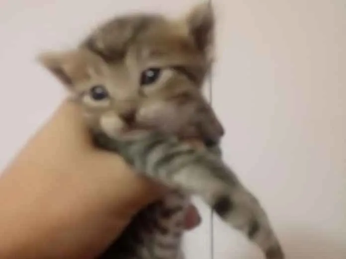 Gato ra a  idade Abaixo de 2 meses nome Filhotes