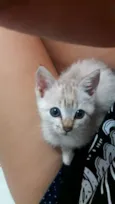 Lua ??