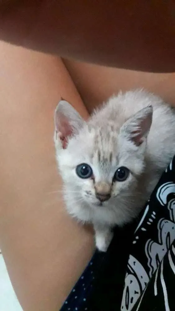 Gato ra a Vira-lata  idade Abaixo de 2 meses nome Lua ??