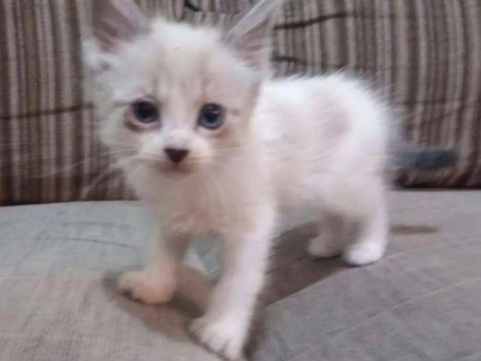 Gato ra a Viralata idade 2 a 6 meses nome Sem nome