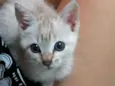 Lua ??