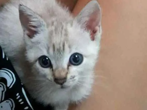 Gato ra a Vira-lata  idade Abaixo de 2 meses nome Lua ??