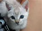 Gato raça Vira-lata  idade Abaixo de 2 meses nome Lua ??