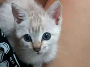 Gato raça Vira-lata  idade Abaixo de 2 meses nome Lua ??
