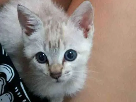 Gato ra a Vira-lata  idade Abaixo de 2 meses nome Lua ??