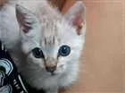 Gato raça Vira-lata  idade Abaixo de 2 meses nome Lua ??