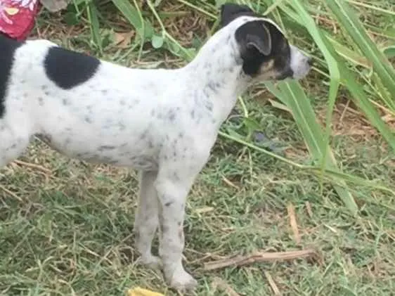 Cachorro ra a Vira lata idade 2 a 6 meses nome Não tem