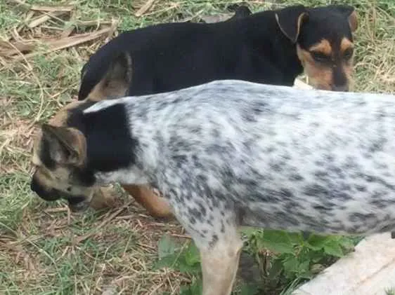 Cachorro ra a Vira lata idade 2 a 6 meses nome Não tem