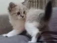 Nina