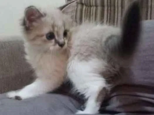 Gato ra a Vira lata idade 2 a 6 meses nome Nina