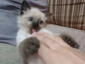 Gato raça Viralata idade 2 a 6 meses nome Lua