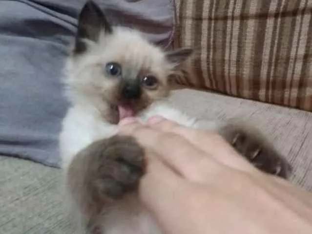 Gato ra a Viralata idade 2 a 6 meses nome Lua