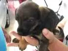 Cachorro raça Indefinida idade Abaixo de 2 meses nome Sem nome