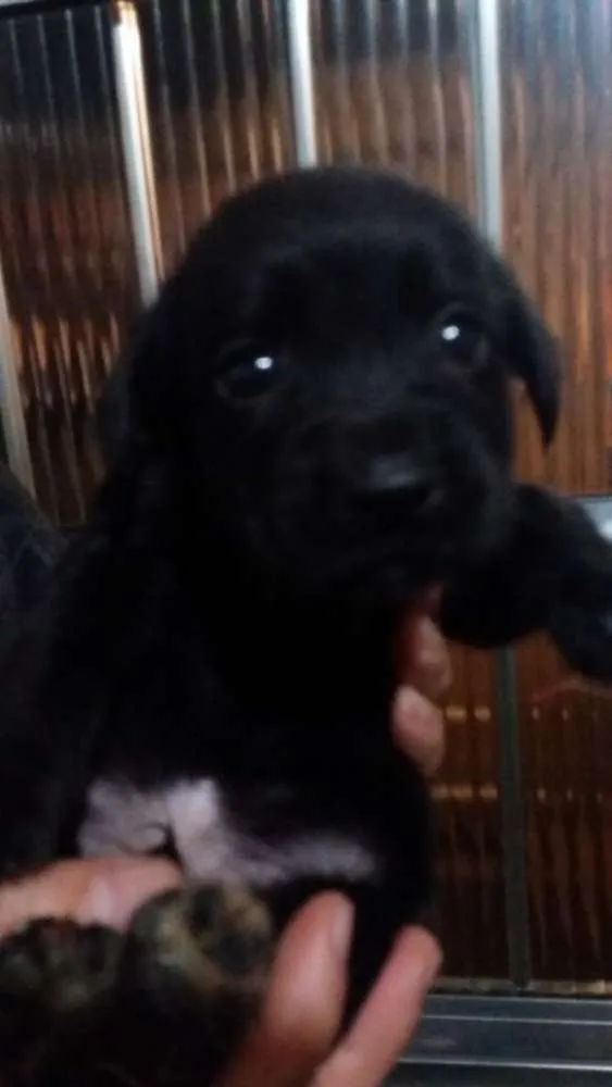 Cachorro raça Indefinida idade Abaixo de 2 meses nome Sem nome