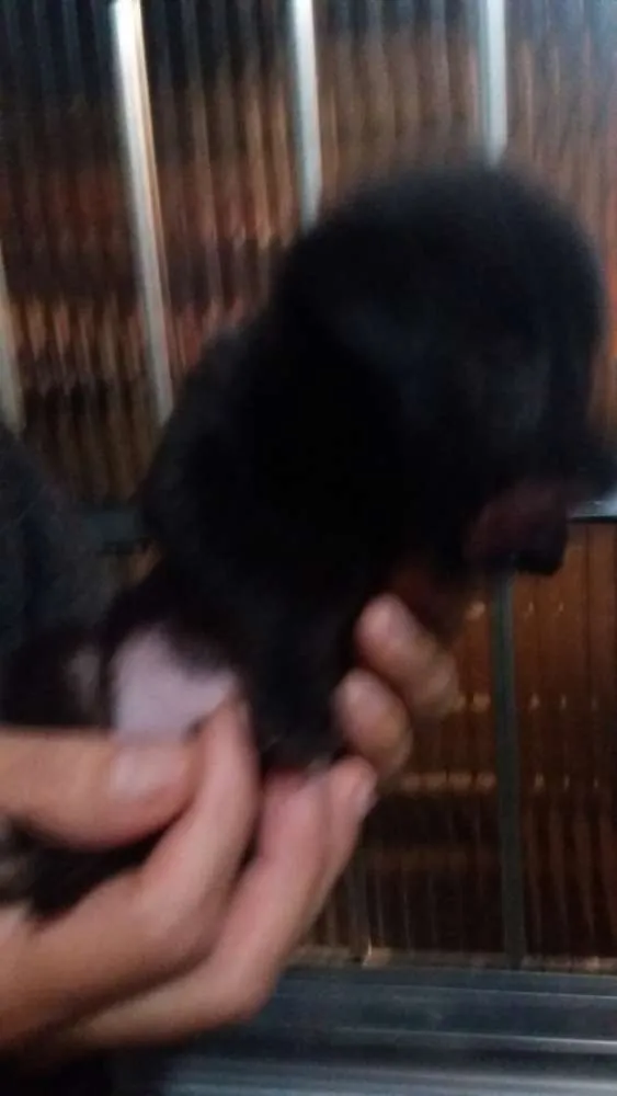 Cachorro raça Indefinida idade Abaixo de 2 meses nome Sem nome
