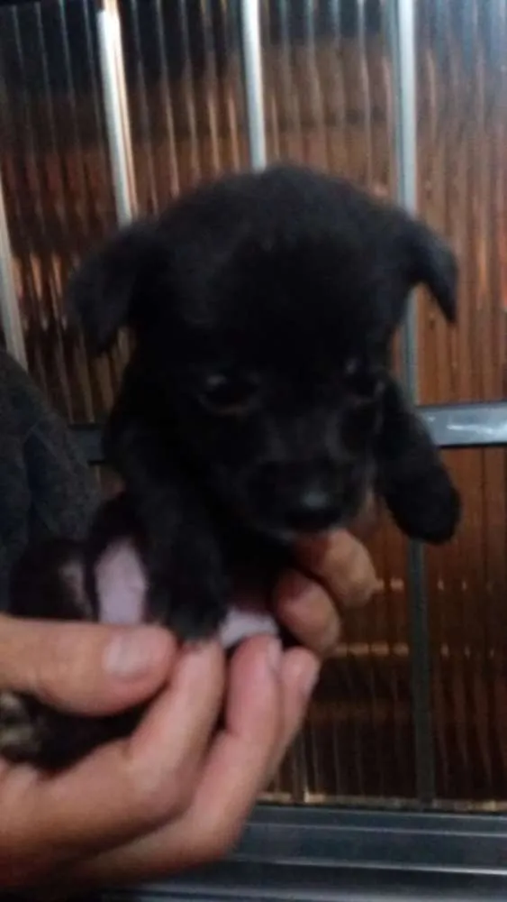 Cachorro raça Indefinida idade Abaixo de 2 meses nome Sem nome