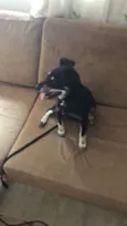 Milli