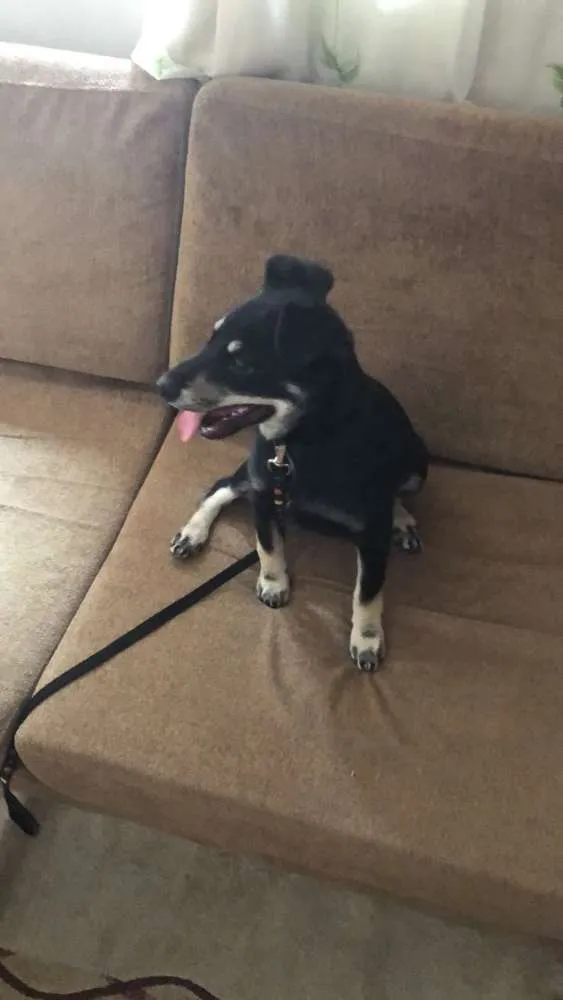 Cachorro ra a SRD idade 2 a 6 meses nome Milli
