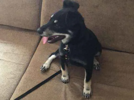 Cachorro ra a SRD idade 2 a 6 meses nome Milli