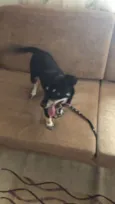 Milli