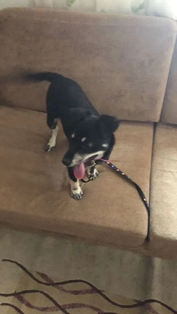 Cachorro ra a SRD idade 2 a 6 meses nome Milli