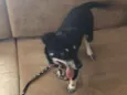 Milli