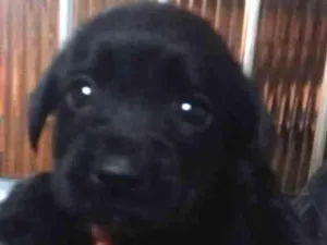 Cachorro raça Indefinida idade Abaixo de 2 meses nome Sem nome