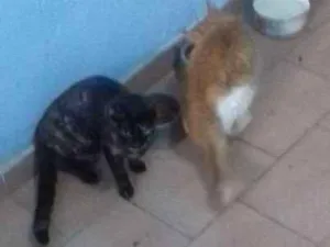 Gato raça Sem raça definida  idade  nome Pretinha e melri