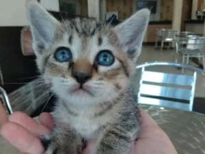 Gato raça Lindinhos idade Abaixo de 2 meses nome Bebês  gatinhos