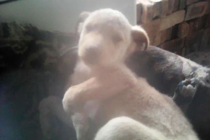 Cachorro ra a Vira lata idade 2 a 6 meses nome Mel 