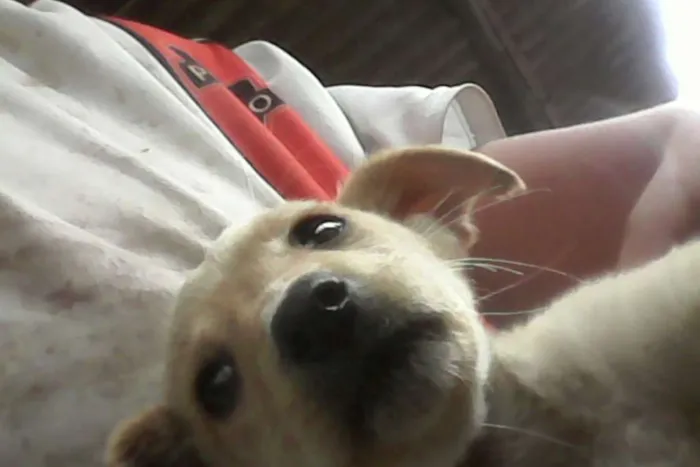 Cachorro ra a Vira lata idade 2 a 6 meses nome Mel 