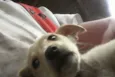 Mel