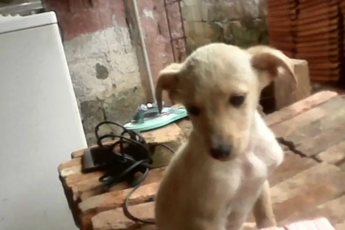 Cachorro ra a Vira lata idade 2 a 6 meses nome Mel 