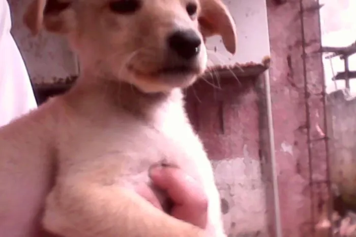 Cachorro ra a Vira lata idade 2 a 6 meses nome Mel 
