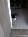 Snoop