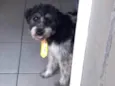 Snoop