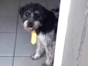 Cachorro raça Pudle misturado idade 1 ano nome Snoop