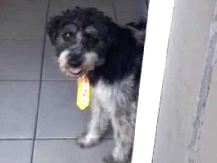 Cachorro ra a Pudle misturado idade 1 ano nome Snoop