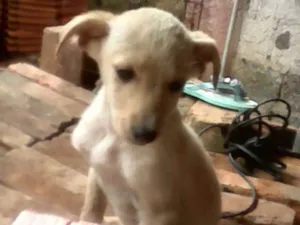 Cachorro raça Vira lata idade 2 a 6 meses nome Mel 