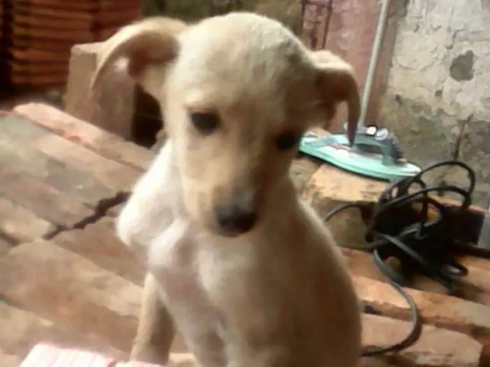 Cachorro ra a Vira lata idade 2 a 6 meses nome Mel 